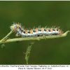 pontia chloridice larva5a